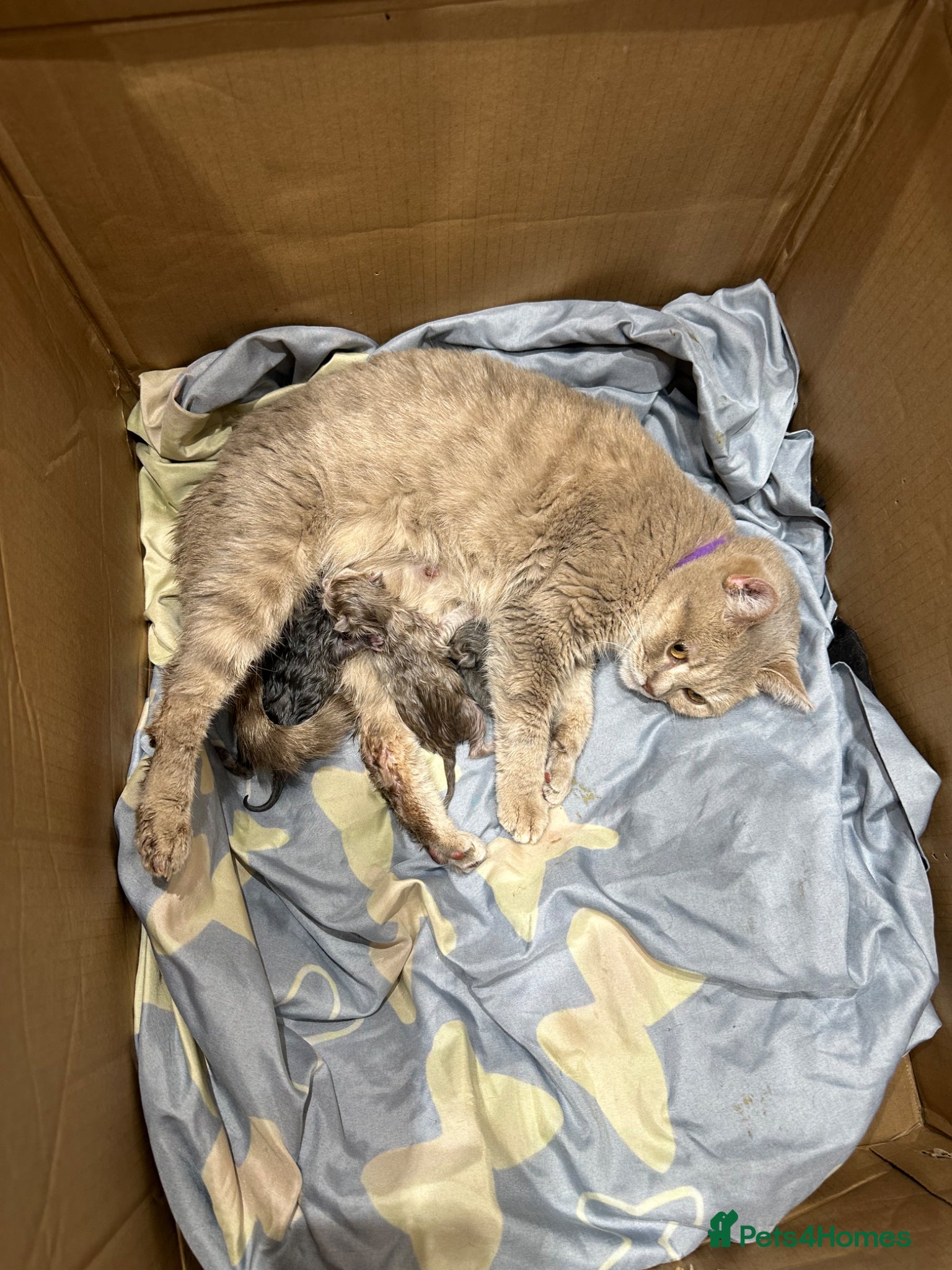 British Shorthair cats British shorthair kittens available  - Advert 18