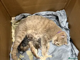 British Shorthair cats British shorthair kittens available - Advert 18