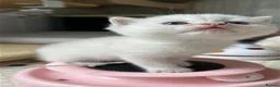 Scottish Fold cats for sale: Four Little Snowflakes with Unreal Blue Eyes  - Advert 34