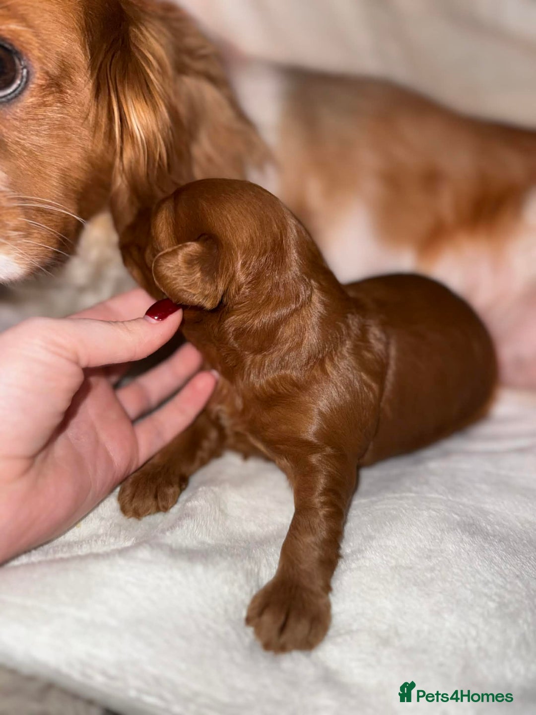 Cavapoo dogs for sale: Beautiful f1 Cavapoo puppies  - Advert 4