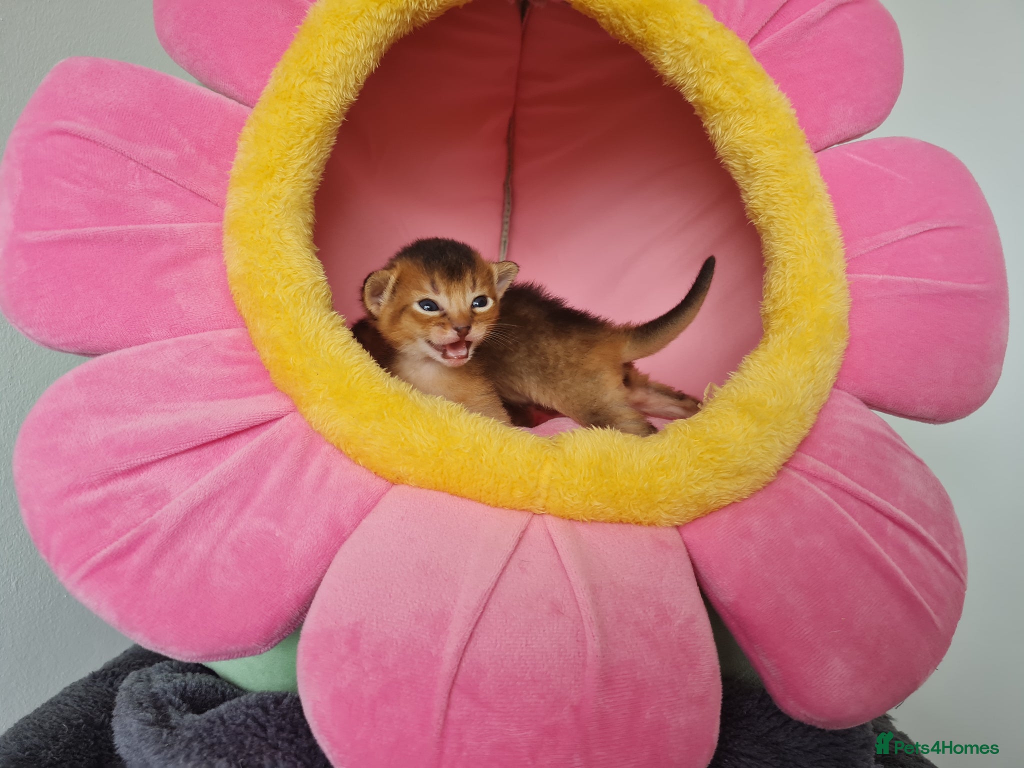 Abyssinian cats 🎖🏆🏅Abyssinian kittens  - Advert 9