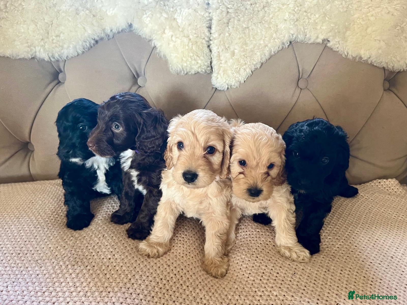 Cockapoo dogs Lovely F1 Cockapoos - Advert 1
