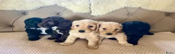 Cockapoo dogs for sale: Lovely F1 Cockapoos in Radstock - Advert 1