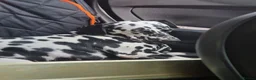 Dalmatian dogs for sale: Dalmatian needs a good home - Advert 5