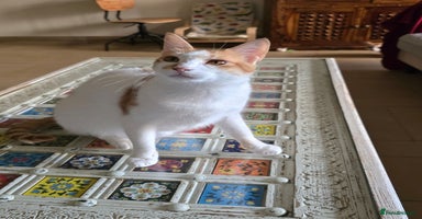 Mixed Breed cats - Advert 11