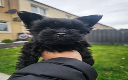 Yorkshire Terrier dogs for sale: SmaltypeYorkshire terrier Chocolate/black IHR.e.V  - Image 1
