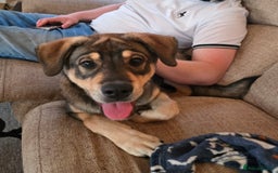 Mixed Breed dogs for sale: 5 month old cross - Image 4