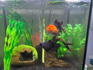 Fancy Goldfish fish Fish tank - Advert 1