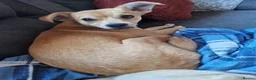 Mixed Breed dogs for sale: This is little ren in Birkenhead - Advert 3