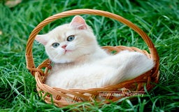 British Shorthair cats for sale: Show Quality Golden Shaded Kittens - Image 6