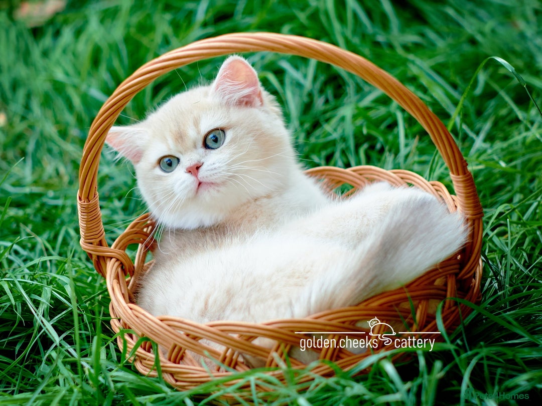 British Shorthair cats for sale: Show Quality Golden Shaded Kittens - Image 6