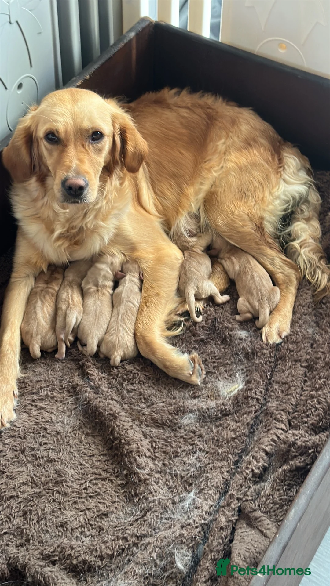 Golden Retriever dogs for sale: Golden retriever gorgeous dark puppies 🐶 🦴 in Andover - Advert 2