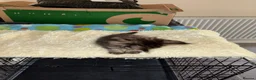 Maine Coon cats for sale: GCCF Maine Coone kittens, tested, vacc, vet check - Advert 12