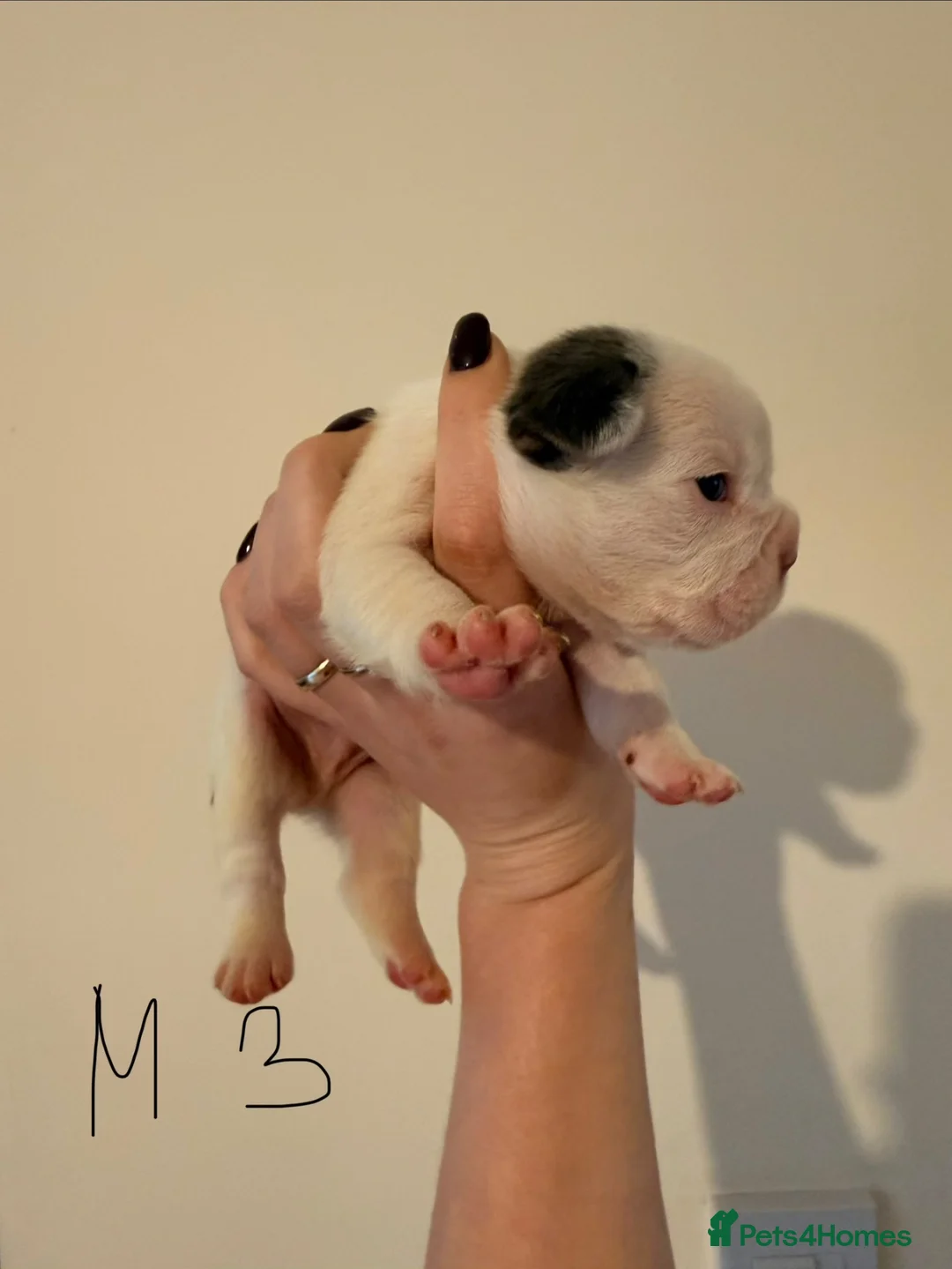 French Bulldog dogs for sale: 🌟Exceptional KC Reg French Bulldog Puppies🌟 - Advert 29