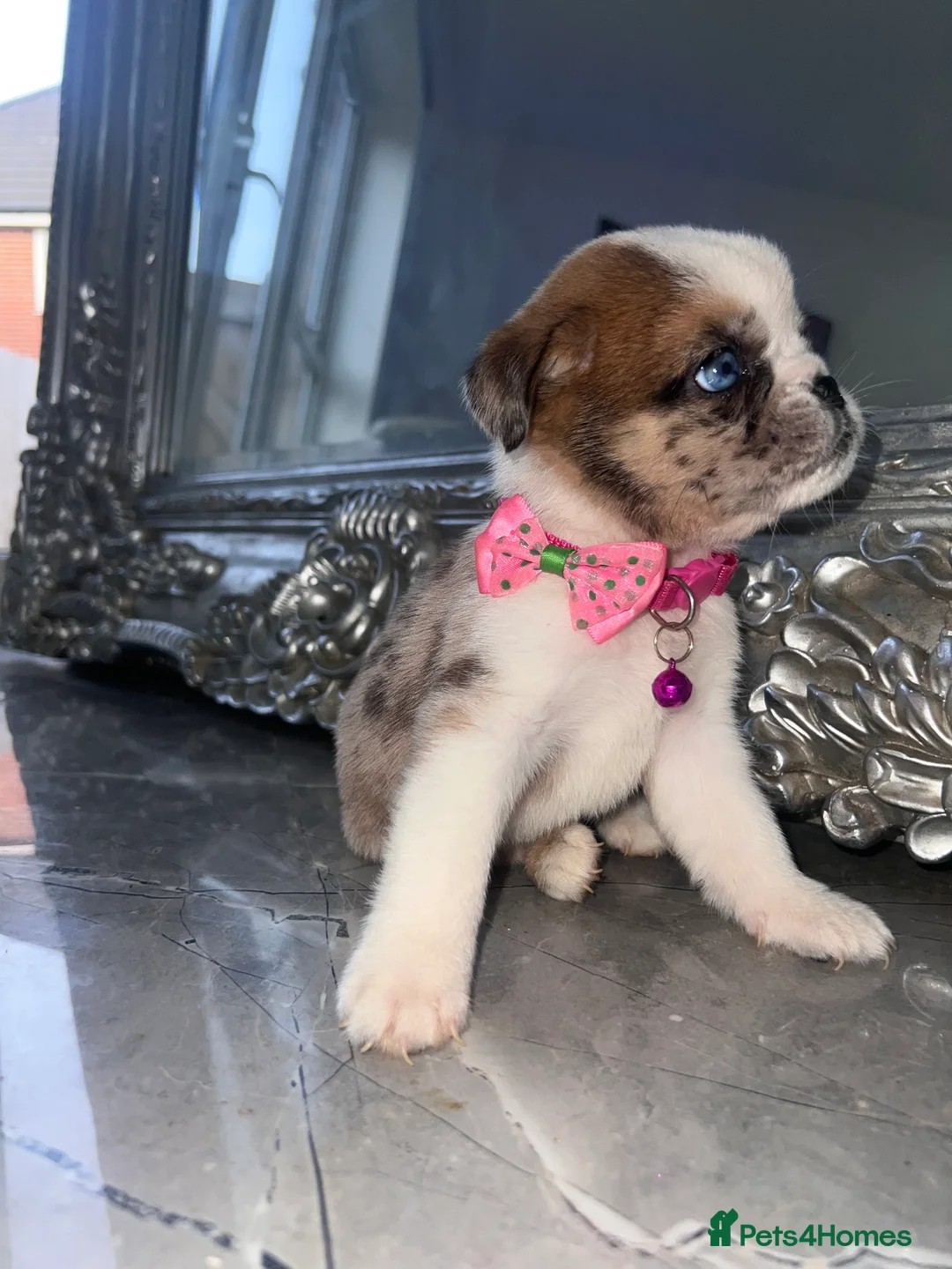 Mixed Breed dogs for sale: Chow Chow × Puppies  - Advert 3