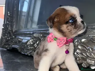 Mixed Breed dogs Unique Chow Chow × Pug READY TO LEAVE 🤍 - Advert 7