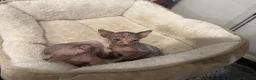 Sphynx cats for sale: Adorable Canadian Sphynx Kittens - Advert 8
