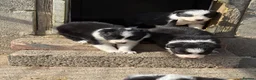 Border Collie dogs for sale: Gorgeous Border collie pups. KC registered.  - Advert 15