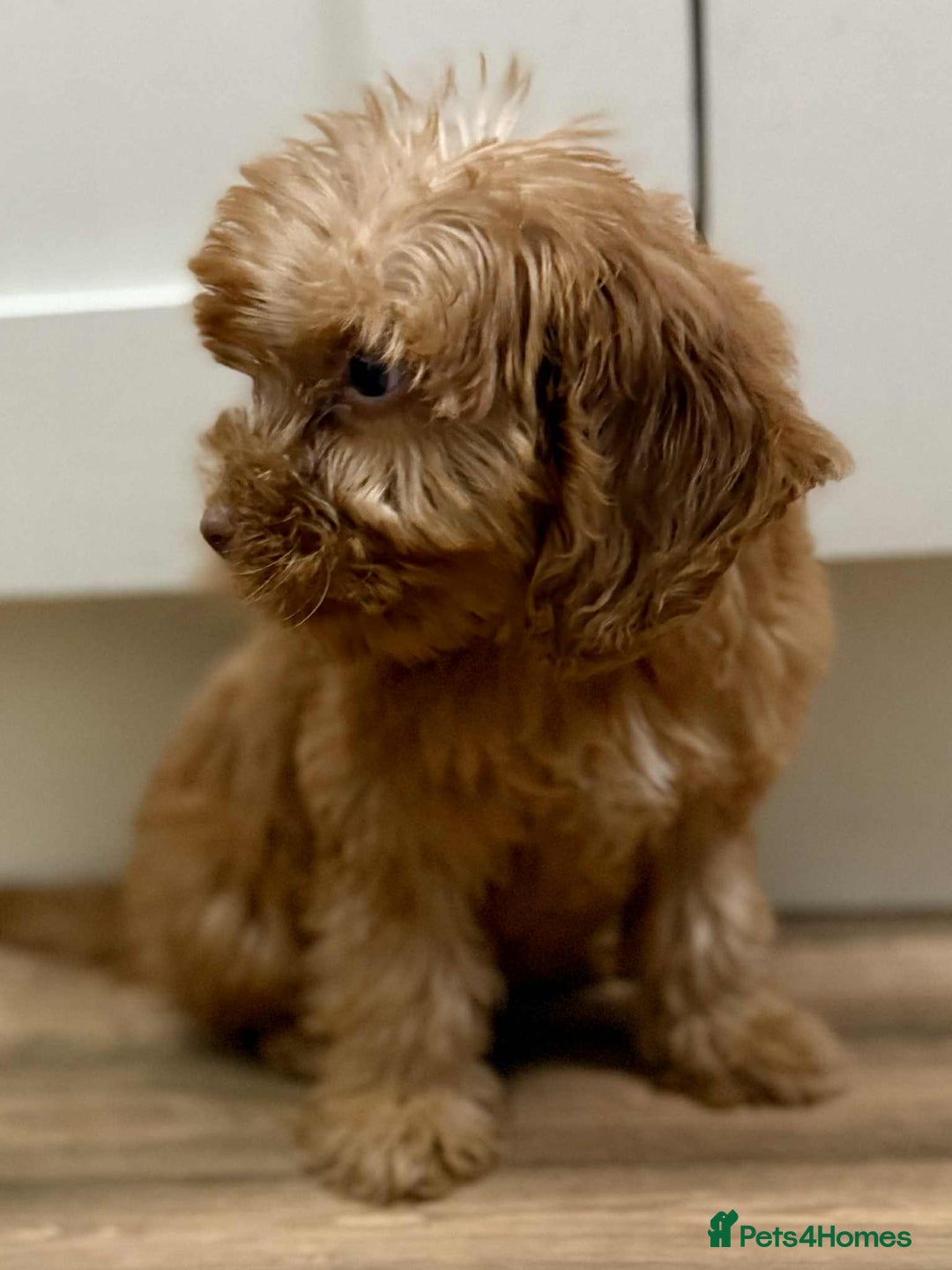 Cockapoo dogs for sale: Rehomed biscuits looking for 5*home - Image 16