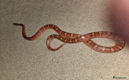 Corn Snake reptiles for sale: Corn snake Bolton area - Image 4