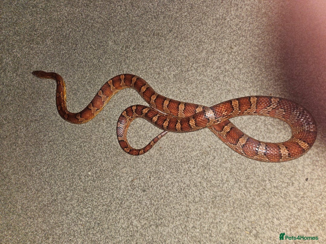 Corn Snake reptiles for sale: Corn snake Bolton area - Image 4