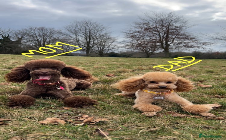 Toy Poodle dogs - Advert 6