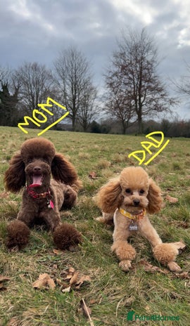 Toy Poodle dogs - Advert 5