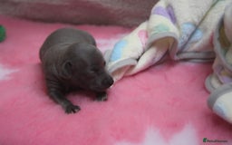 Italian Greyhound dogs for sale: Beautiful Italian greyhounds - Polish Bloodlines - Image 10