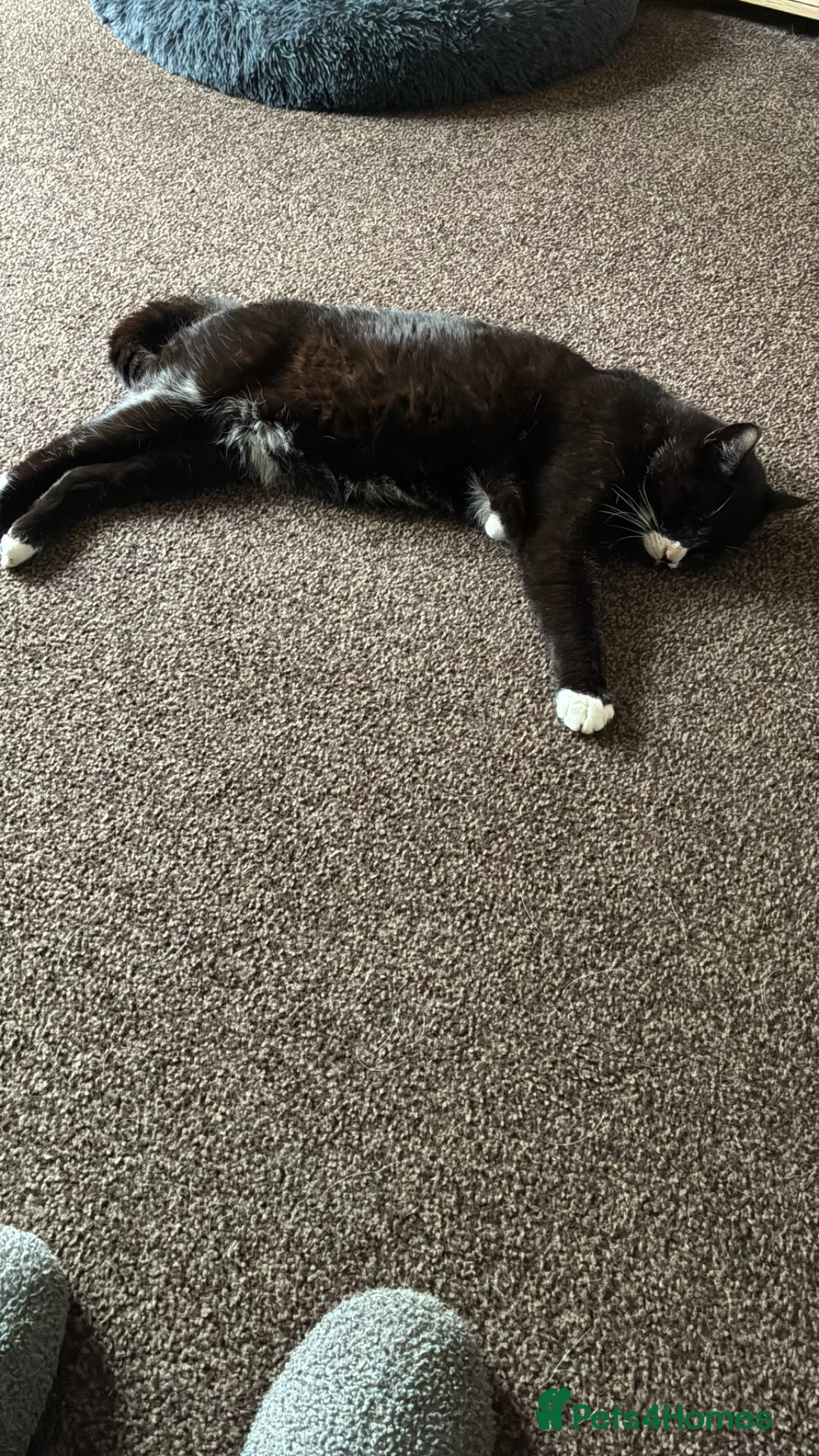 British Shorthair cats for sale: Black and white male 8 years old in Nottingham - Advert 2