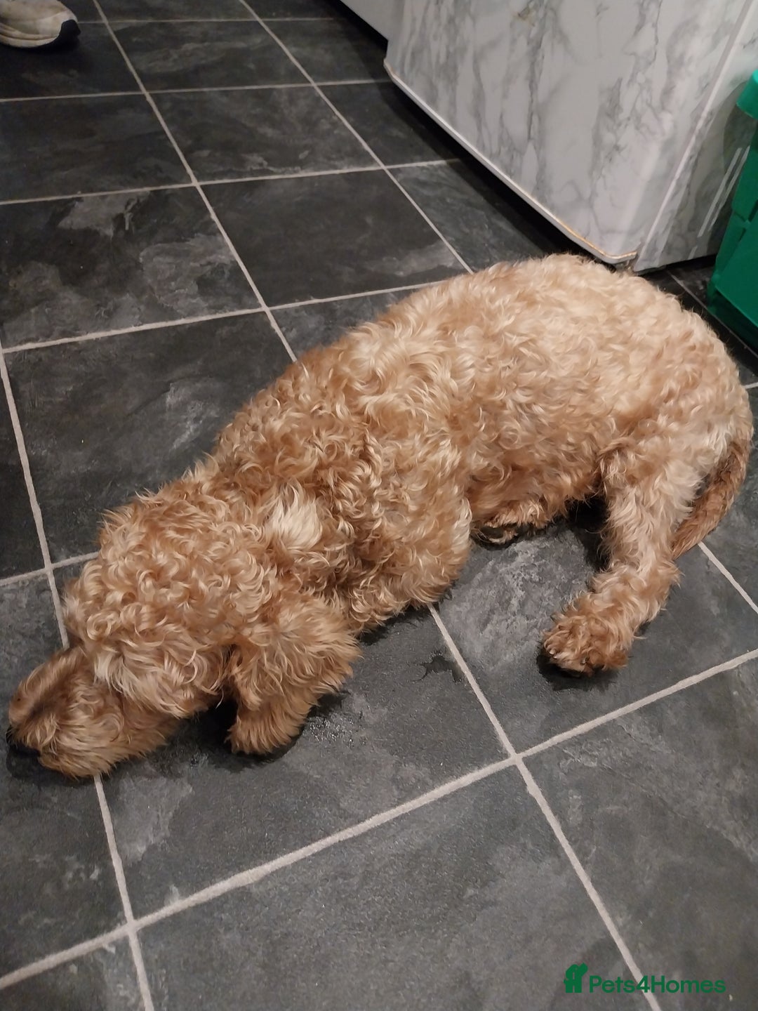 Mixed Breed dogs for sale: Westiepoo  - Image 5