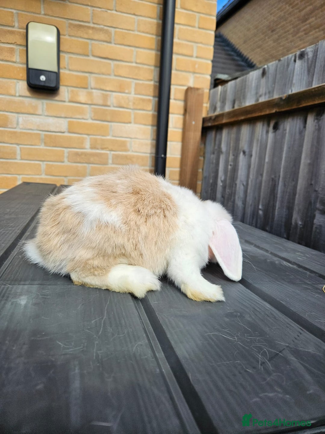 Mini Lop rabbits for sale: Pure mini lop  - Image 3