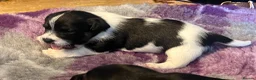 Jack Russell dogs for sale: Beautiful litter of Jack Russel puppies  in Milnthorpe - Advert 22