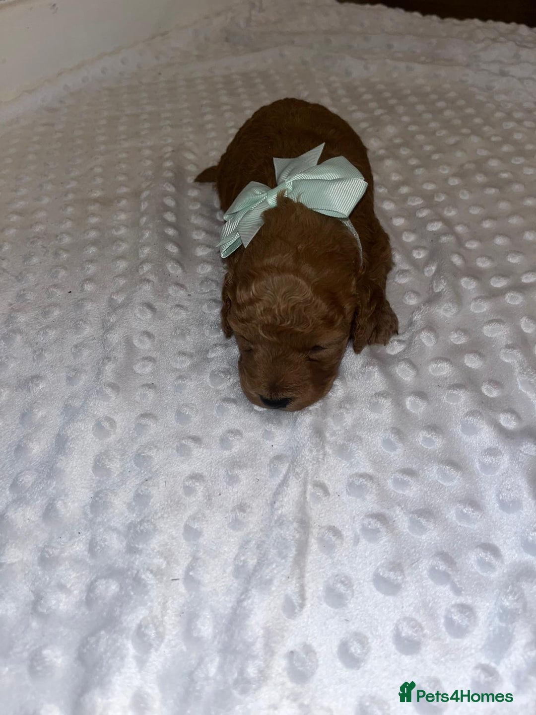 Cockapoo dogs for sale: Cocapoos f1  - Image 9