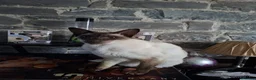 Siamese cats for sale: 8yr Siamese (F) & 7yr Chocolate Oriental (M) - Advert 3