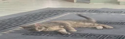 British Shorthair cats for sale: Bella - Advert 2