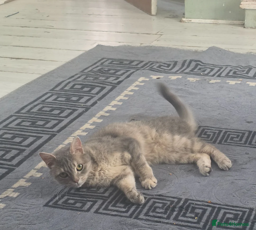 British Shorthair cats for sale: Bella - Advert 2