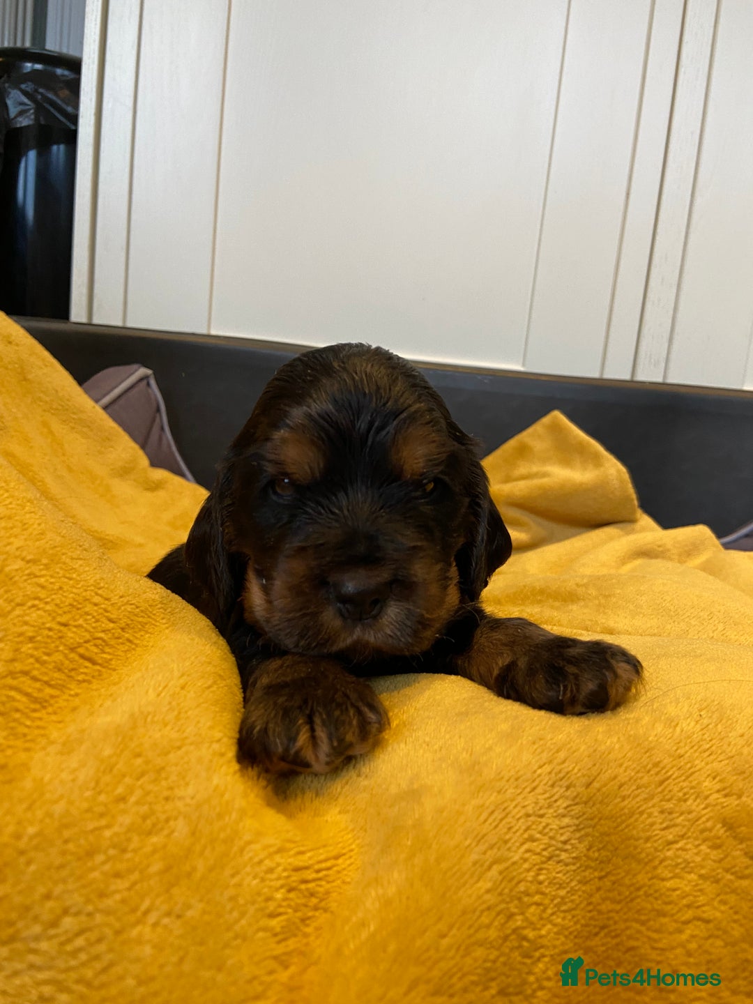 Cocker Spaniel dogs for sale: KC RIZI-BIZI show type European show champ lines - Image 27