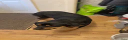 Rottweiler dogs for sale: Loving 4yr Rottweiler girl needs new home - Advert 6