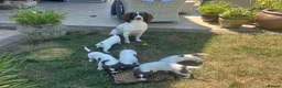 English Springer Spaniel dogs for sale: KC Springer Spaniels - Advert 4