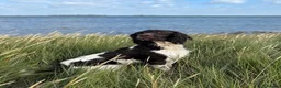 English Springer Spaniel dogs for sale: FTCH Springer spaniels liver and white  - Advert 12