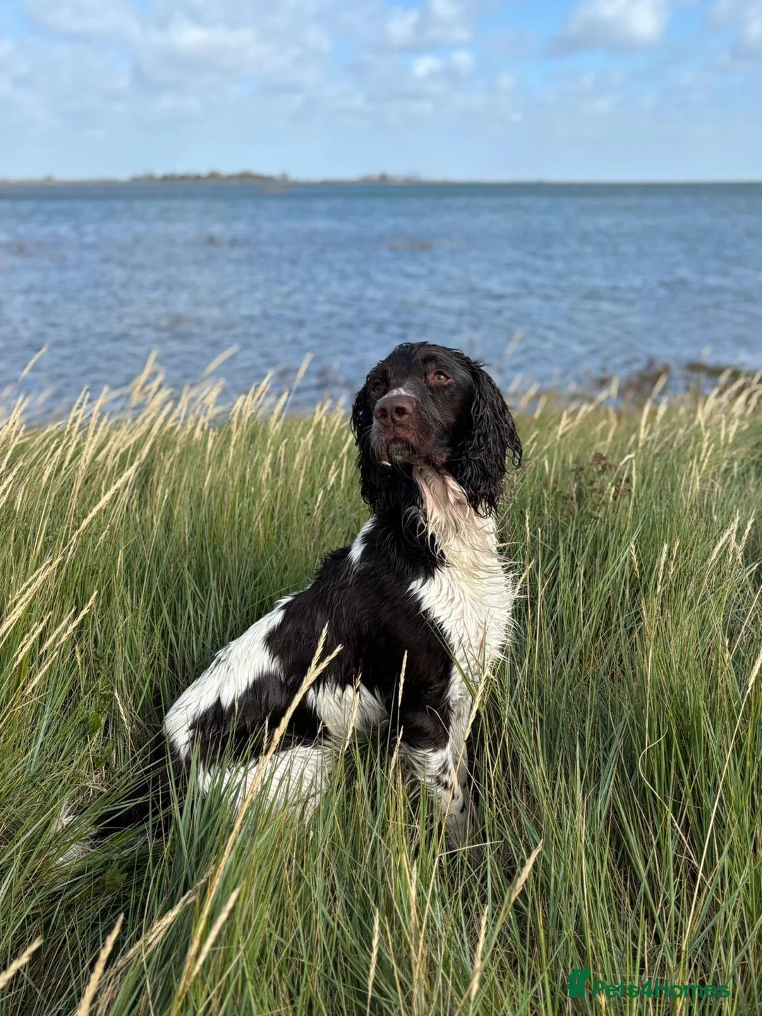 English Springer Spaniel dogs for sale: FTCH Springer spaniels liver and white  - Advert 12