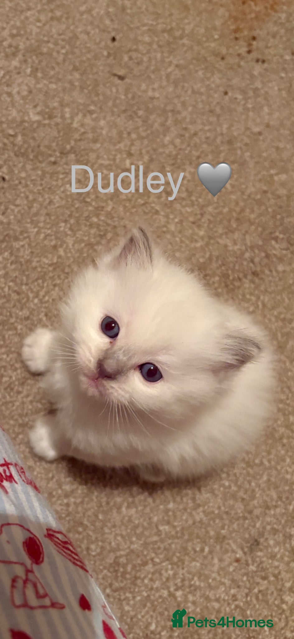 Ragdoll cats GCCF Registered - blue Ragdoll’s  - Advert 1