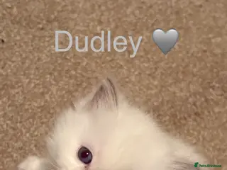 Ragdoll cats GCCF Registered - blue Ragdoll’s - Advert 2