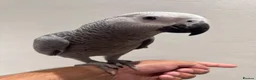 Parrots birds for sale: Hand Reared African Grey 4 months with cage - Advert 2