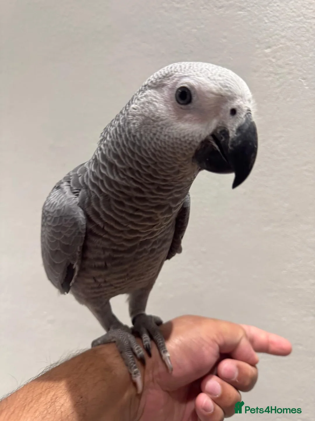 Parrots birds for sale: Hand Reared African Grey 4 months with cage - Advert 2