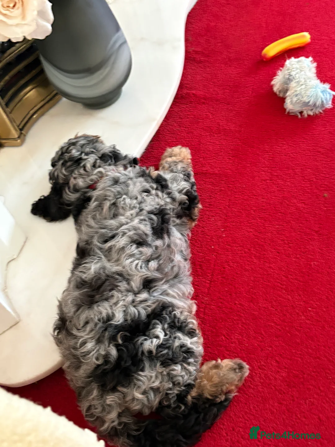 Cockapoo dogs for sale: Adorable, Playful Blue Merle Cockerpoo Puppy - Advert 4