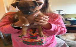Jack Russell dogs for sale: Beautiful Jack Russell Puppies - Image 19