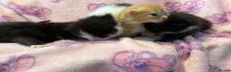 Mixed Breed cats for sale: Frankie’s Kittens Ready 20th August - Advert 34