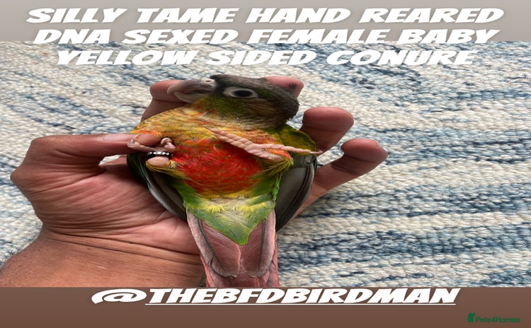Conures birds - Advert 1