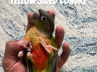 Conures birds - Advert 23